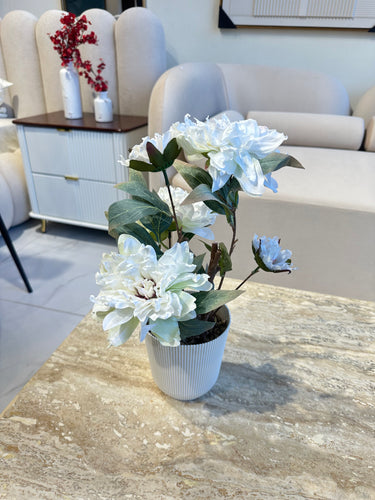 White Peony Flower in Ribbed Pot