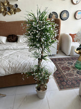 White Flower Plant