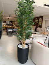Bambo plant with U Pot