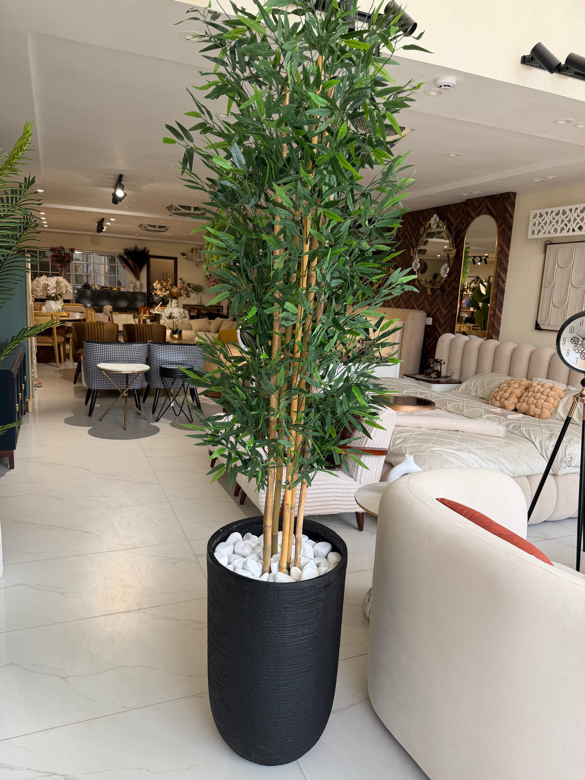 Bambo plant with U Pot
