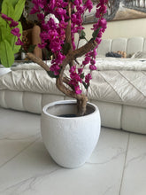 Magenta Blossom Flower Plant with textured Planter