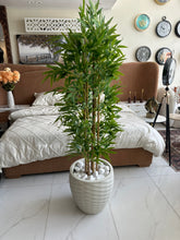 Bambo plant (medium) with Pot