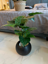 Round Pot with Plant (005)
