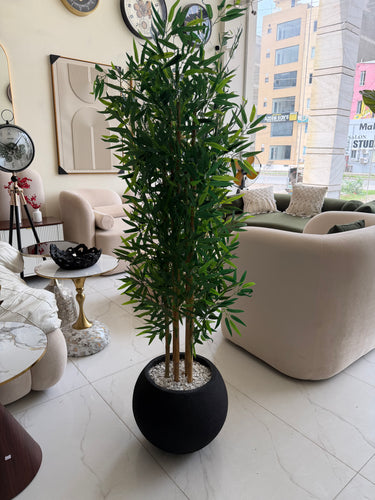 Bambo with Round Textured Pot