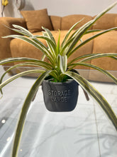 Snake plant Planter 004