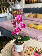 Orchid Planter Pink 007