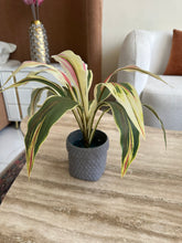 Cordyline Planter Grey