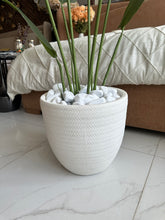 Banana Plant with White Texture Pot 02