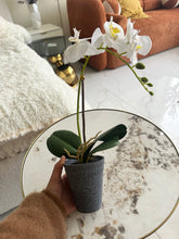 Orchid Planter 013