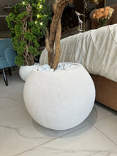 Mini roses flower Plant with Texture round planter