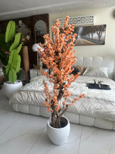 Peach Blossom Flower Plant with textured Planter