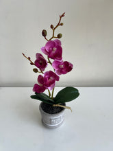 Orchid Planter Pink 007