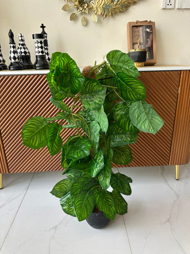 Money Plant