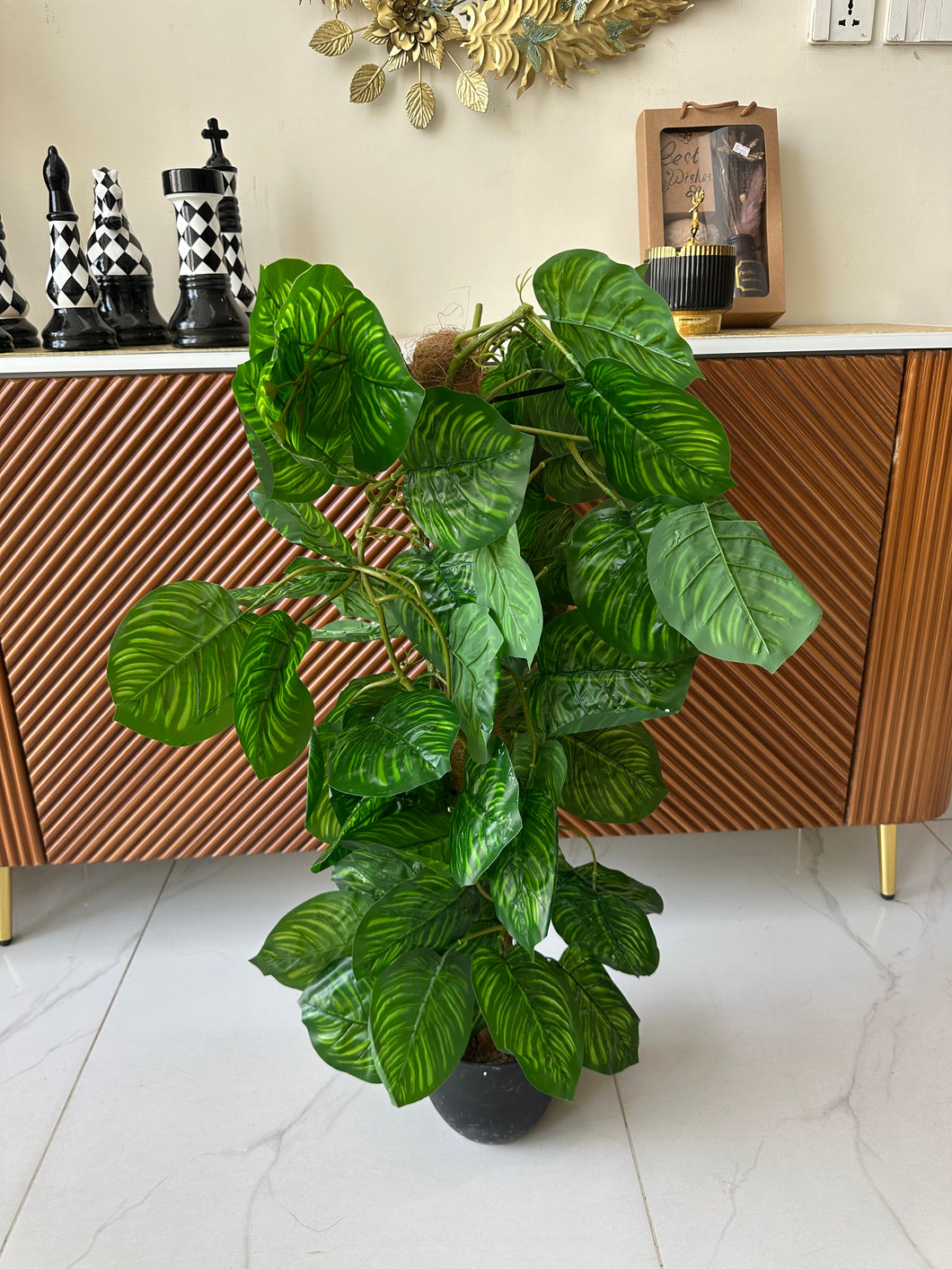 Money Plant