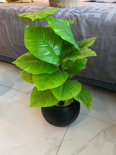 Round Pot with Plant (004)