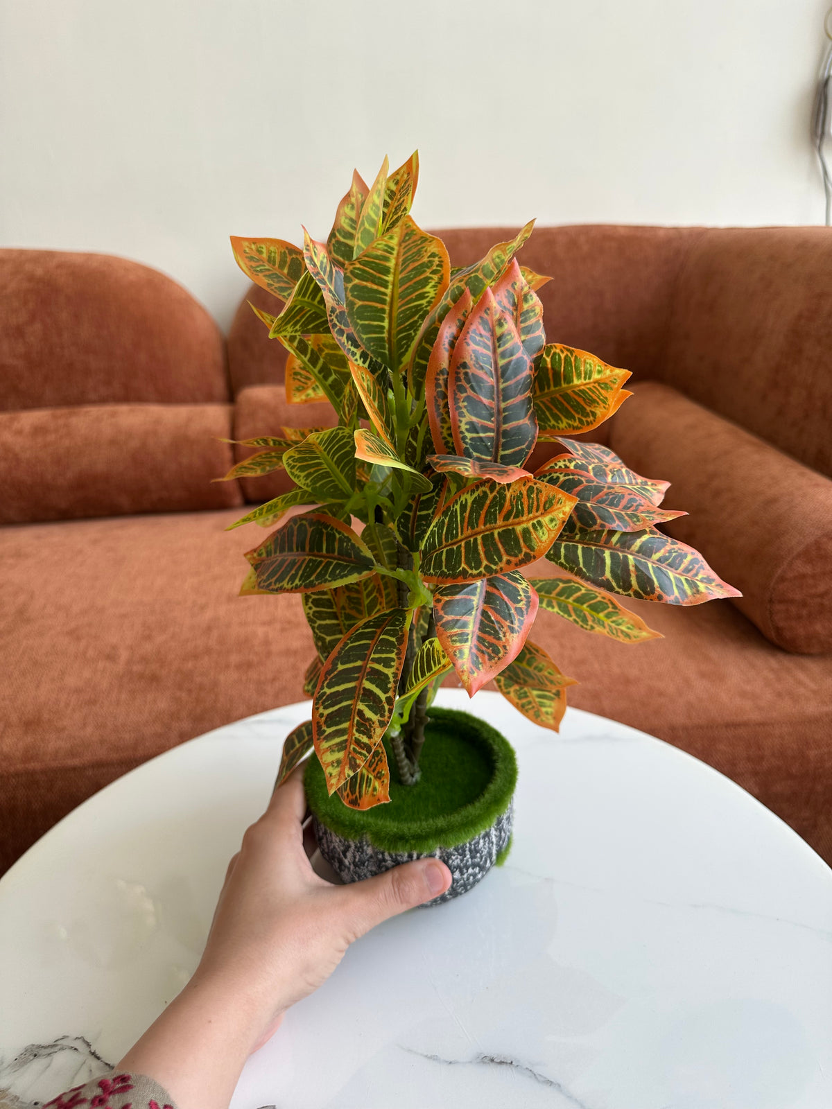 Sunset Plant