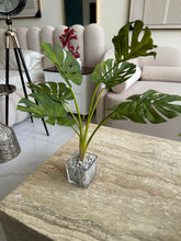 Glass Planter with Monstera Plant