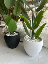 Banana Plant with Hugo Pot