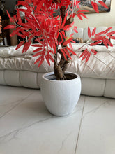 Red leaf Plant with textured Planter