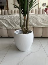 Agave Tree with Hugo planter White
