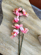 Orchid Flower 05