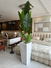 Banana plant with Geometric Pot