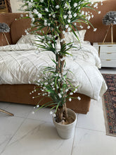 White Flower Plant