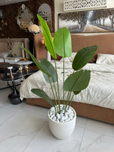 Banana Plant with White Texture Pot 02