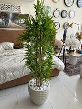 Bambo plant (medium) with Pot