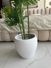Areca Plant Small with Hugo planter White