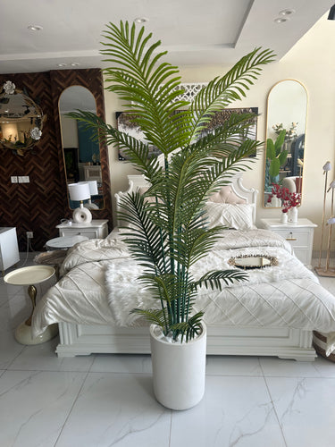 Palm plant with Aster Pot