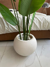 Banana Plant with Round White Texture Pot