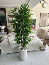 Bambo plant with Aster Pot