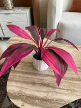 Cordyline Pink Leaf Planter
