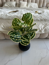 Round Pot  Plant (008)
