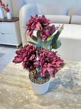 Pink Peony Flower in Ribbed Pot