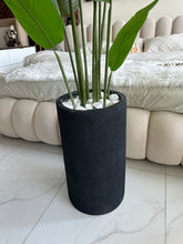 Banan plant with Cylinder Tall Planter