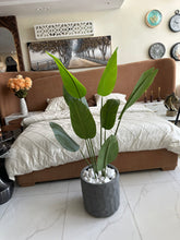 Banana Plant with Grey Texture Pot