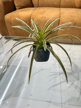 Snake plant Planter 004