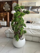 Bonsai Plant with White Round Pot