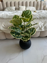 Round Pot  Plant (008)