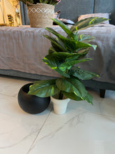 Round Pot with Plant (003)