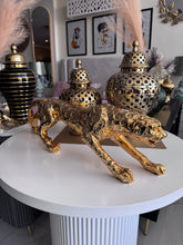 Shiny leopard Imported