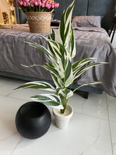 Round Pot with Plant (001)