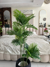 Areca Plant Small with Hugo planter Black