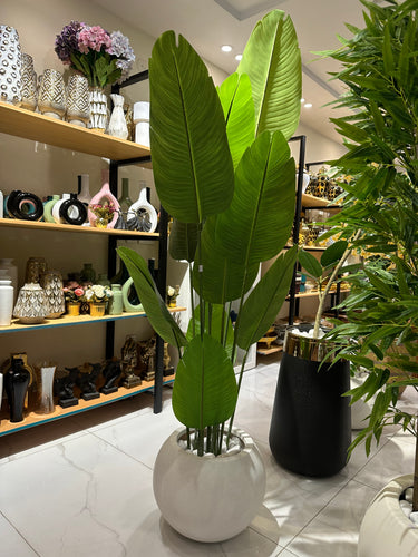 Banana Plant with Round White Texture Pot