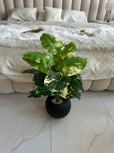 Round Pot  Plant (007)