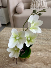 Orchid Planter with brown pot 019
