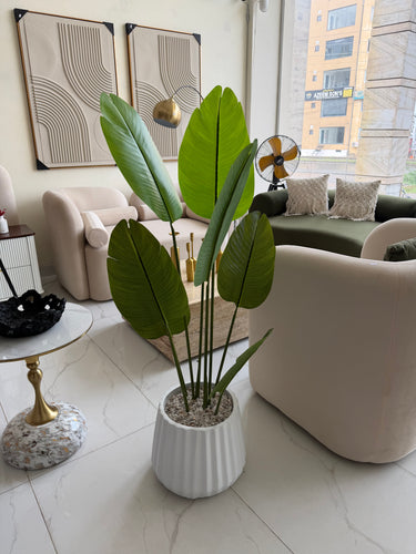 Banana plant with Alpha pot
