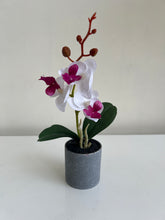 Orchid Planter 005